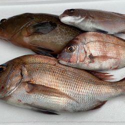 冬の播磨灘沖へタイラバ